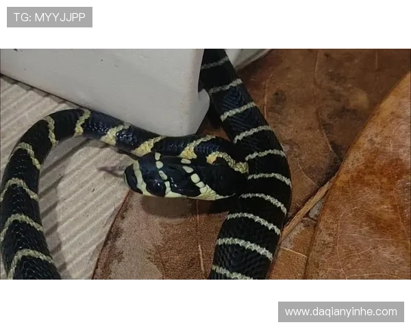 王者之风，毒液传奇：深入探秘眼镜王蛇的神秘世界